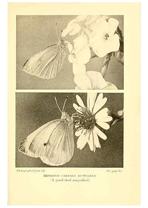 Imagen del vendedor de Reproduccin/Reproduction 6220004621: .Butterflies worth knowing Garden City, New York,Doubleday, Page & company[c1917] a la venta por EL BOLETIN