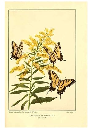 Imagen del vendedor de Reproduccin/Reproduction 6220005955: .Butterflies worth knowing Garden City, New York,Doubleday, Page & company[c1917] a la venta por EL BOLETIN