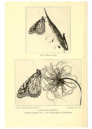 Image du vendeur pour Reproduccin/Reproduction 6220010641: .Butterflies worth knowing Garden City, New York,Doubleday, Page & company[c1917] mis en vente par EL BOLETIN