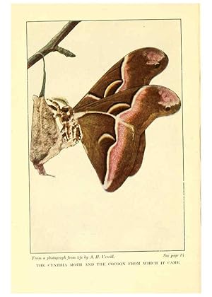 Seller image for Reproduccin/Reproduction 6220525420: .Butterflies worth knowing Garden City, New York,Doubleday, Page & company[c1917] for sale by EL BOLETIN