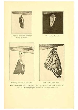 Image du vendeur pour Reproduccin/Reproduction 6220524274: .Butterflies worth knowing Garden City, New York,Doubleday, Page & company[c1917] mis en vente par EL BOLETIN