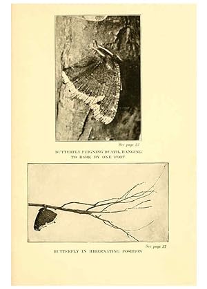Seller image for Reproduccin/Reproduction 6220523864: .Butterflies worth knowing Garden City, New York,Doubleday, Page & company[c1917] for sale by EL BOLETIN