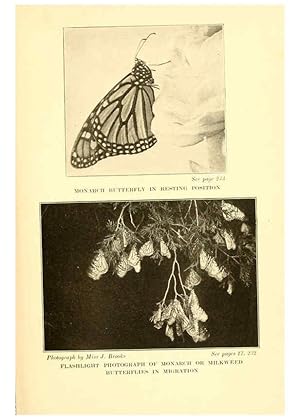 Seller image for Reproduccin/Reproduction 6220008067: .Butterflies worth knowing Garden City, New York,Doubleday, Page & company[c1917] for sale by EL BOLETIN