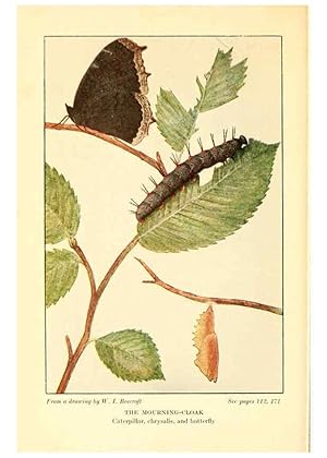 Seller image for Reproduccin/Reproduction 6220530730: .Butterflies worth knowing Garden City, New York,Doubleday, Page & company[c1917] for sale by EL BOLETIN