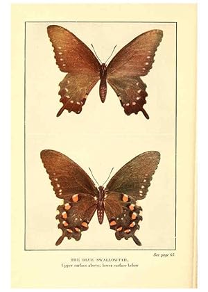 Seller image for Reproduccin/Reproduction 6220004829: .Butterflies worth knowing Garden City, New York,Doubleday, Page & company[c1917] for sale by EL BOLETIN