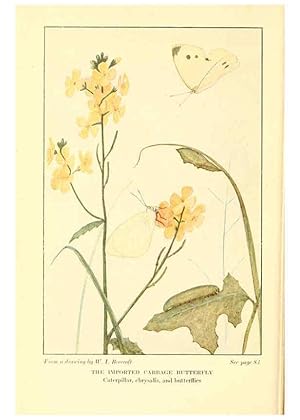 Seller image for Reproduccin/Reproduction 6220006171: .Butterflies worth knowing Garden City, New York,Doubleday, Page & company[c1917] for sale by EL BOLETIN