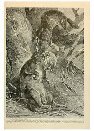 Image du vendeur pour Reproduccin/Reproduction 6220679626: Brehms Life of animals : Volume 1, Mammalia Chicago :Marquis,1895 mis en vente par EL BOLETIN