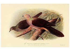 Bild des Verkufers fr Reproduccin/Reproduction 6197898058: Indian pigeons and doves London,Witherby & Co.,1913 zum Verkauf von EL BOLETIN