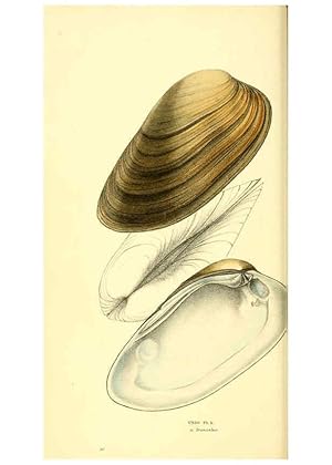 Seller image for Reproduccin/Reproduction 6197655729: Zoological illustrations v.1. London :Baldwin & Cradock,1829-1833 for sale by EL BOLETIN