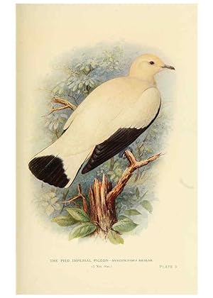 Bild des Verkufers fr Reproduccin/Reproduction 6197895454: Indian pigeons and doves London,Witherby & Co.,1913 zum Verkauf von EL BOLETIN