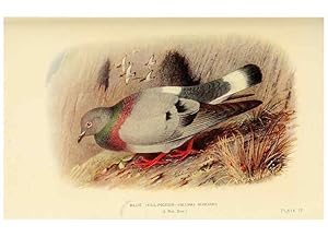 Image du vendeur pour Reproduccin/Reproduction 6197895992: Indian pigeons and doves London,Witherby & Co.,1913 mis en vente par EL BOLETIN