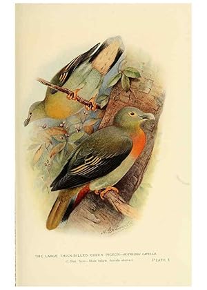 Image du vendeur pour Reproduccin/Reproduction 6197894446: Indian pigeons and doves London,Witherby & Co.,1913 mis en vente par EL BOLETIN