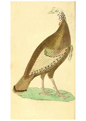 Seller image for Reproduccin/Reproduction 6198145798: A natural history of birds, fishes, reptiles, and insects Philadelphia :Grigg & Elliot,1845 for sale by EL BOLETIN