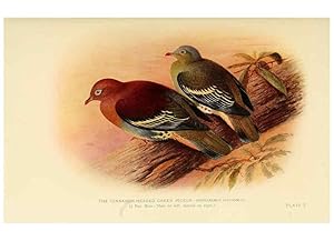 Image du vendeur pour Reproduccin/Reproduction 6197894056: Indian pigeons and doves London,Witherby & Co.,1913 mis en vente par EL BOLETIN