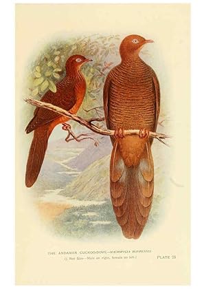 Image du vendeur pour Reproduccin/Reproduction 6197378659: Indian pigeons and doves London,Witherby & Co.,1913 mis en vente par EL BOLETIN