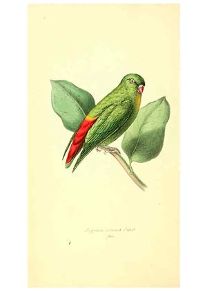 Seller image for Reproduccin/Reproduction 6197653271: Zoological illustrations v.1. London :Baldwin & Cradock,1829-1833 for sale by EL BOLETIN
