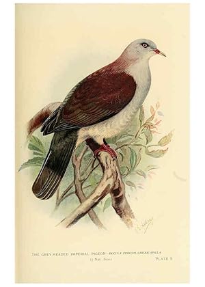 Image du vendeur pour Reproduccin/Reproduction 6197895230: Indian pigeons and doves London,Witherby & Co.,1913 mis en vente par EL BOLETIN