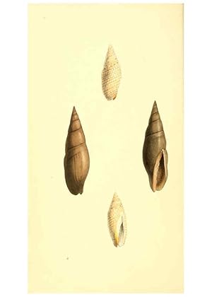 Seller image for Reproduccin/Reproduction 6197654591: Zoological illustrations v.1. London :Baldwin & Cradock,1829-1833 for sale by EL BOLETIN