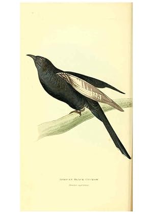 Seller image for Reproduccin/Reproduction 6197655091: Zoological illustrations v.1. London :Baldwin & Cradock,1829-1833 for sale by EL BOLETIN