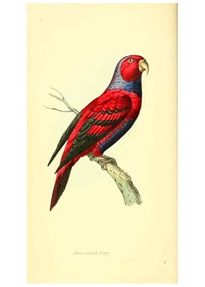 Seller image for Reproduccin/Reproduction 6197655301: Zoological illustrations v.1. London :Baldwin & Cradock,1829-1833 for sale by EL BOLETIN