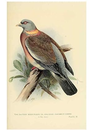 Bild des Verkufers fr Reproduccin/Reproduction 6197896746: Indian pigeons and doves London,Witherby & Co.,1913 zum Verkauf von EL BOLETIN
