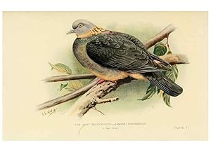 Bild des Verkufers fr Reproduccin/Reproduction 6197377223: Indian pigeons and doves London,Witherby & Co.,1913 zum Verkauf von EL BOLETIN