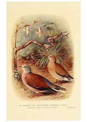 Bild des Verkufers fr Reproduccin/Reproduction 6197378245: Indian pigeons and doves London,Witherby & Co.,1913 zum Verkauf von EL BOLETIN