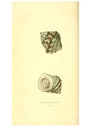 Seller image for Reproduccin/Reproduction 6198174536: Zoological illustrations v.1. London :Baldwin & Cradock,1829-1833 for sale by EL BOLETIN