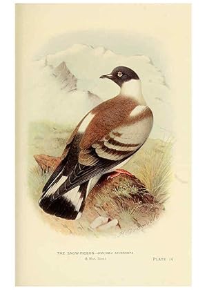 Bild des Verkufers fr Reproduccin/Reproduction 6197376715: Indian pigeons and doves London,Witherby & Co.,1913 zum Verkauf von EL BOLETIN