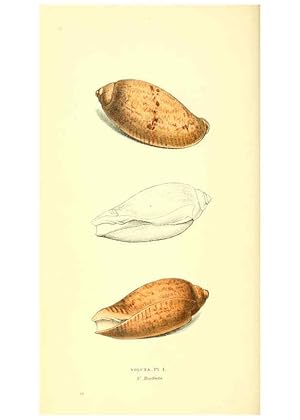 Seller image for Reproduccin/Reproduction 6198174788: Zoological illustrations v.1. London :Baldwin & Cradock,1829-1833 for sale by EL BOLETIN