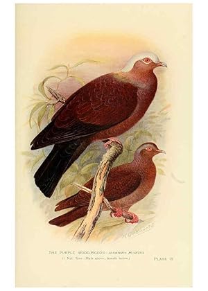 Image du vendeur pour Reproduccin/Reproduction 6197377387: Indian pigeons and doves London,Witherby & Co.,1913 mis en vente par EL BOLETIN