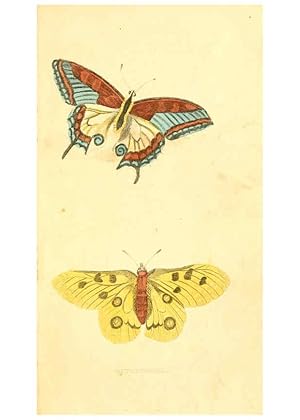 Seller image for Reproduccin/Reproduction 6198147192: A natural history of birds, fishes, reptiles, and insects Philadelphia :Grigg & Elliot,1845 for sale by EL BOLETIN