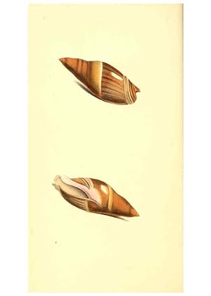 Seller image for Reproduccin/Reproduction 6198172204: Zoological illustrations v.1. London :Baldwin & Cradock,1829-1833 for sale by EL BOLETIN