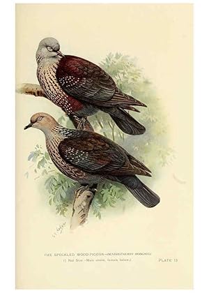 Bild des Verkufers fr Reproduccin/Reproduction 6197376939: Indian pigeons and doves London,Witherby & Co.,1913 zum Verkauf von EL BOLETIN