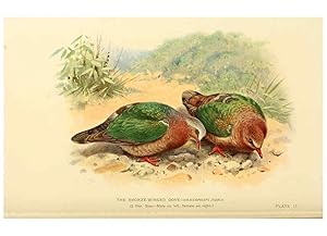 Bild des Verkufers fr Reproduccin/Reproduction 6197895842: Indian pigeons and doves London,Witherby & Co.,1913 zum Verkauf von EL BOLETIN