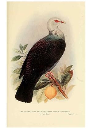 Image du vendeur pour Reproduccin/Reproduction 6197377531: Indian pigeons and doves London,Witherby & Co.,1913 mis en vente par EL BOLETIN