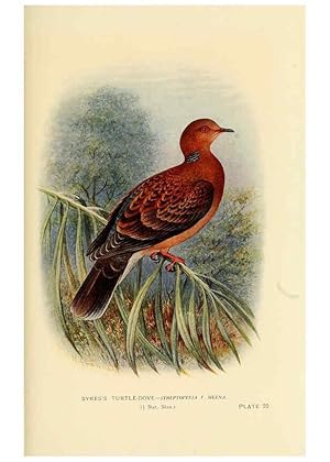 Image du vendeur pour Reproduccin/Reproduction 6197377685: Indian pigeons and doves London,Witherby & Co.,1913 mis en vente par EL BOLETIN