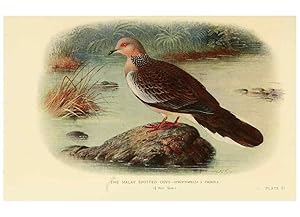 Image du vendeur pour Reproduccin/Reproduction 6197897506: Indian pigeons and doves London,Witherby & Co.,1913 mis en vente par EL BOLETIN