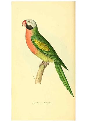 Seller image for Reproduccin/Reproduction 6197657317: Zoological illustrations v.1. London :Baldwin & Cradock,1829-1833 for sale by EL BOLETIN