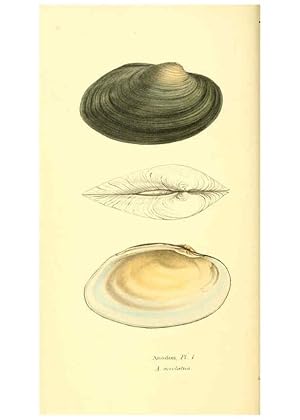Seller image for Reproduccin/Reproduction 6198175482: Zoological illustrations v.1. London :Baldwin & Cradock,1829-1833 for sale by EL BOLETIN