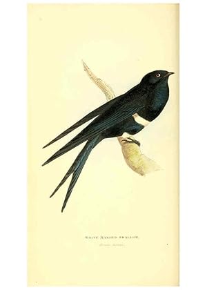 Seller image for Reproduccin/Reproduction 6198175266: Zoological illustrations v.1. London :Baldwin & Cradock,1829-1833 for sale by EL BOLETIN