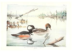 Seller image for Reproducci�n/Reproduction 6216912269: Birds of America v.1. New York,The University Society,1923 for sale by EL BOLETIN