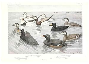 Seller image for Reproducci�n/Reproduction 6216913981: Birds of America v.1. New York,The University Society,1923 for sale by EL BOLETIN