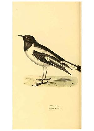 Imagen del vendedor de Reproduccin/Reproduction 6197663709: Zoological illustrations v.1. London :Baldwin & Cradock,1829-1833 a la venta por EL BOLETIN