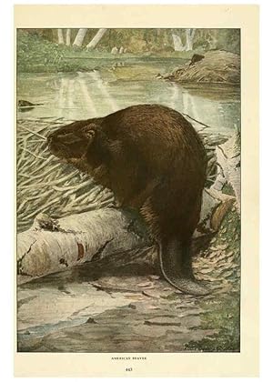 Imagen del vendedor de Reproduccin/Reproduction 6216707619: Wild animals of North America Washington, D.C.,The National geographical society[c1918] a la venta por EL BOLETIN