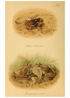 Seller image for Reproduccin/Reproduction 6217485418: The tailless batrachians of Europe. v.1. London :Printed for the Ray society,1897-98 for sale by EL BOLETIN