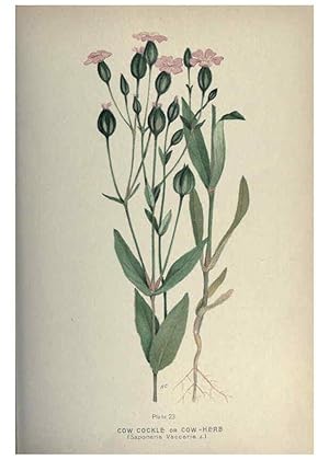 Seller image for Reproduccin/Reproduction 6045204235: Farm weeds of Canada Ottawa :Dept. of Agriculture,1923 for sale by EL BOLETIN