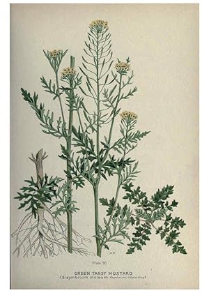 Seller image for Reproduccin/Reproduction 6045206773: Farm weeds of Canada Ottawa :Dept. of Agriculture,1923 for sale by EL BOLETIN