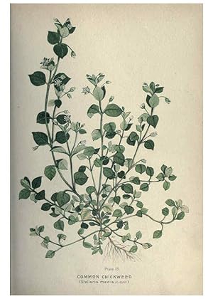 Seller image for Reproduccin/Reproduction 6045203117: Farm weeds of Canada Ottawa :Dept. of Agriculture,1923 for sale by EL BOLETIN