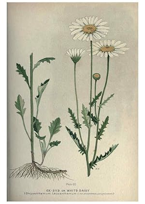 Seller image for Reproduccin/Reproduction 6045210859: Farm weeds of Canada Ottawa :Dept. of Agriculture,1923 for sale by EL BOLETIN